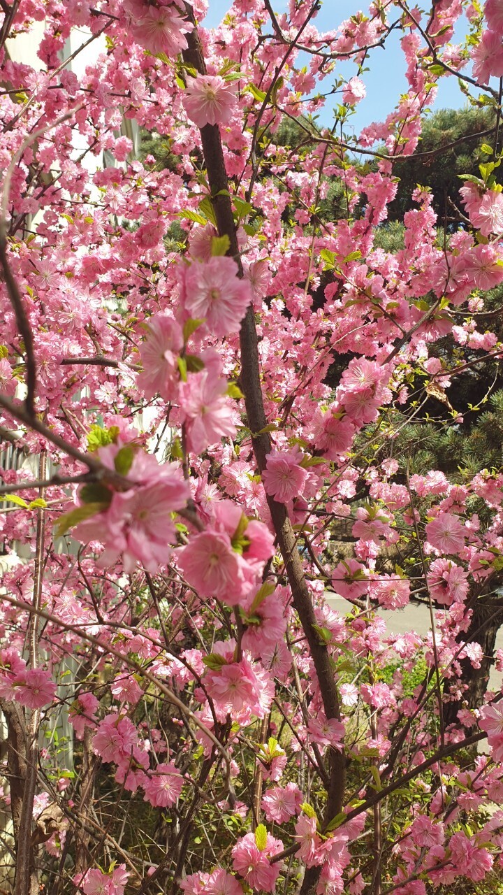 여비서 이미지