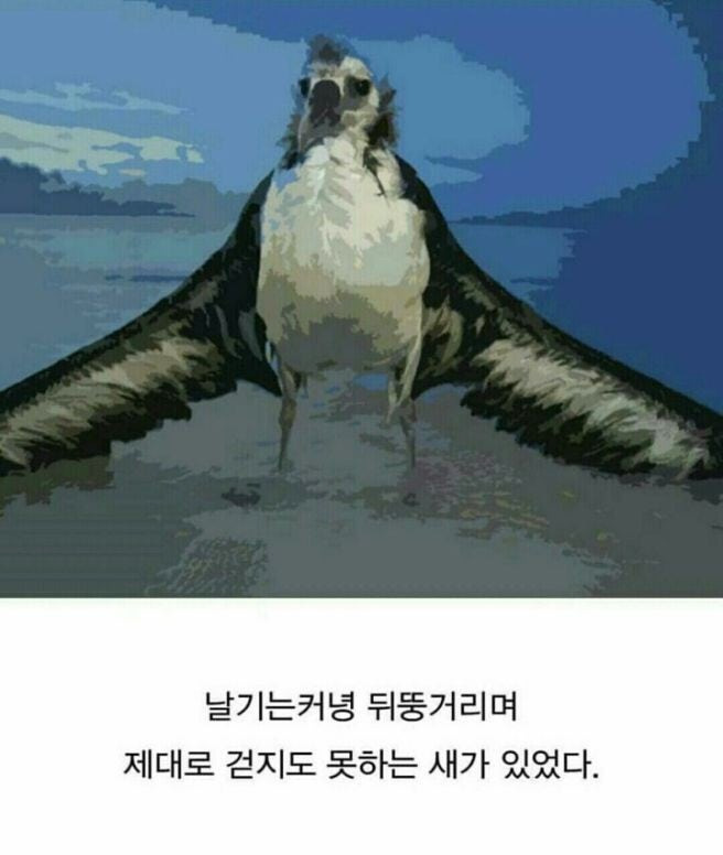 알바트로스 이미지