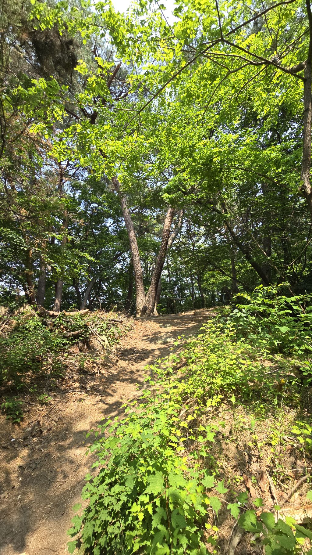 소나무 숲길 이미지