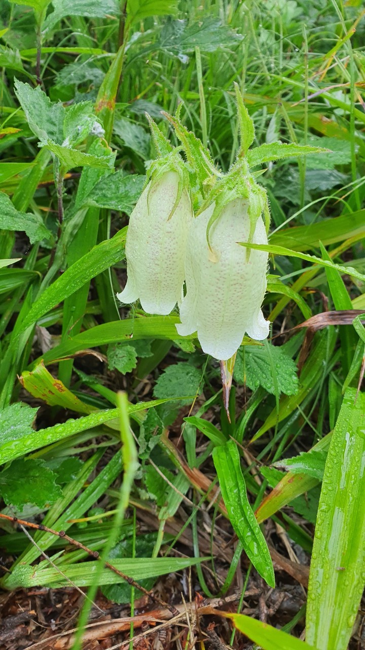 오천초등학교 이미지