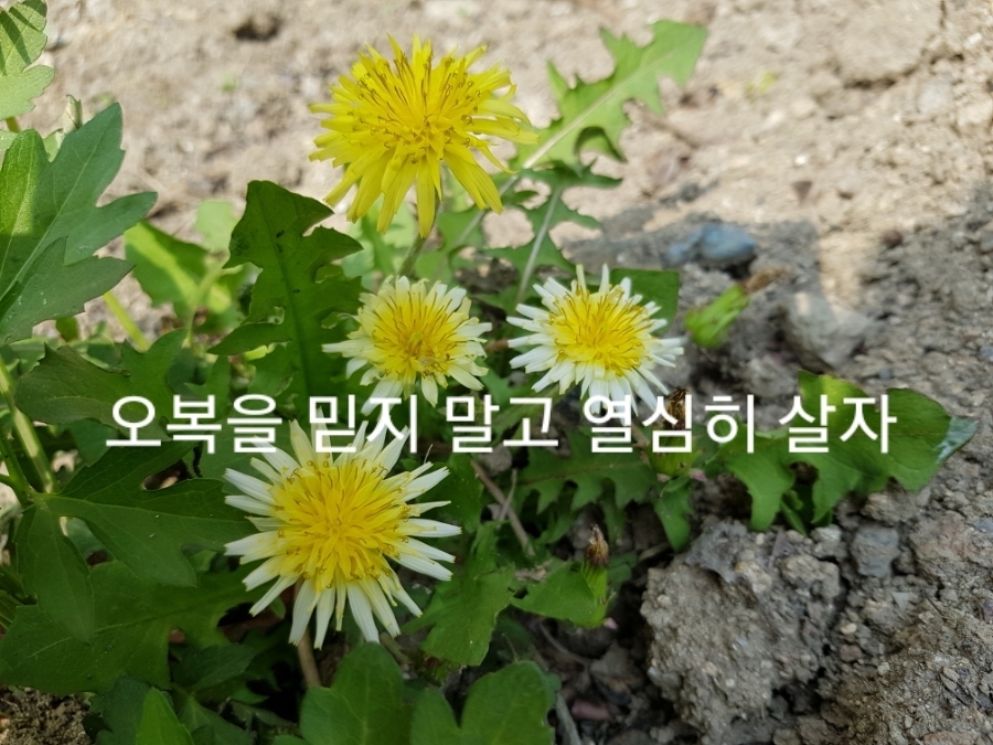 오복 이미지