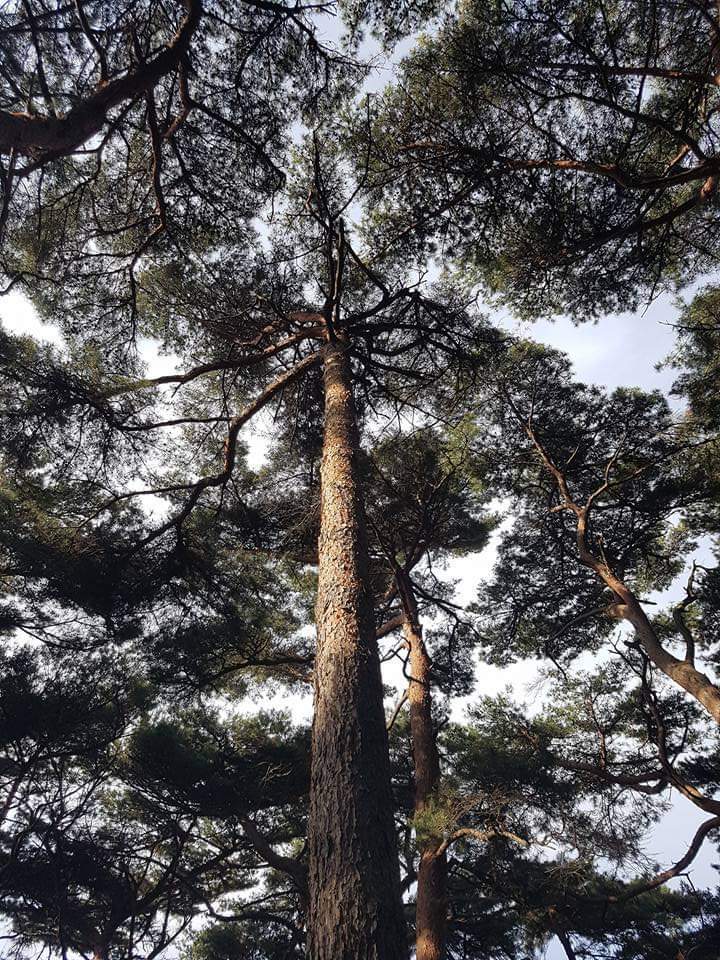 소나무송 이미지