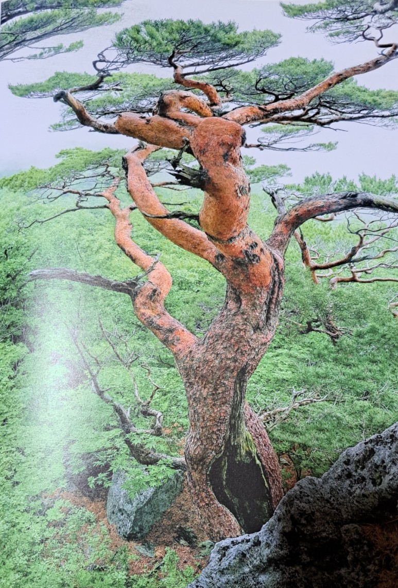 무아 이미지