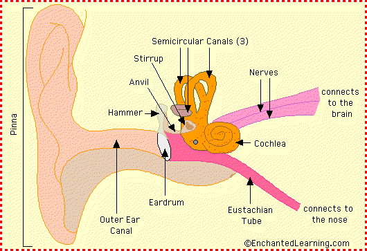 Ear Anatomy(귀 해부도) - 인체(Human body) - 21세기 영어교육연구회(21st C.E.T.A.)