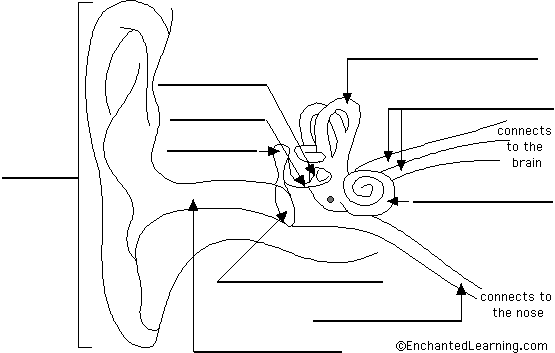 Ear Anatomy(귀 해부도) - 인체(Human body) - 21세기 영어교육연구회(21st C.E.T.A.)
