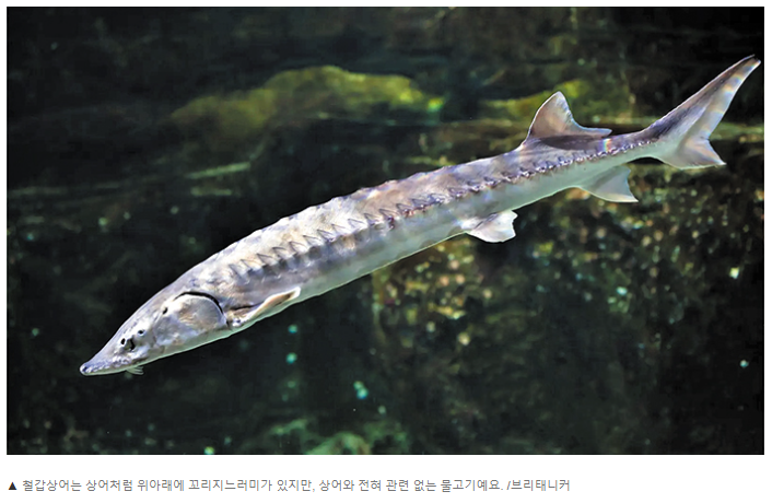 식자재 - 바다 동물(Sea Animals) - 21세기 영어교육연구회(21st C.E.T.A.) [동물 이야기] 철갑상어 - 상어와 관련 없어… 검붉은 알은 고급 식자재