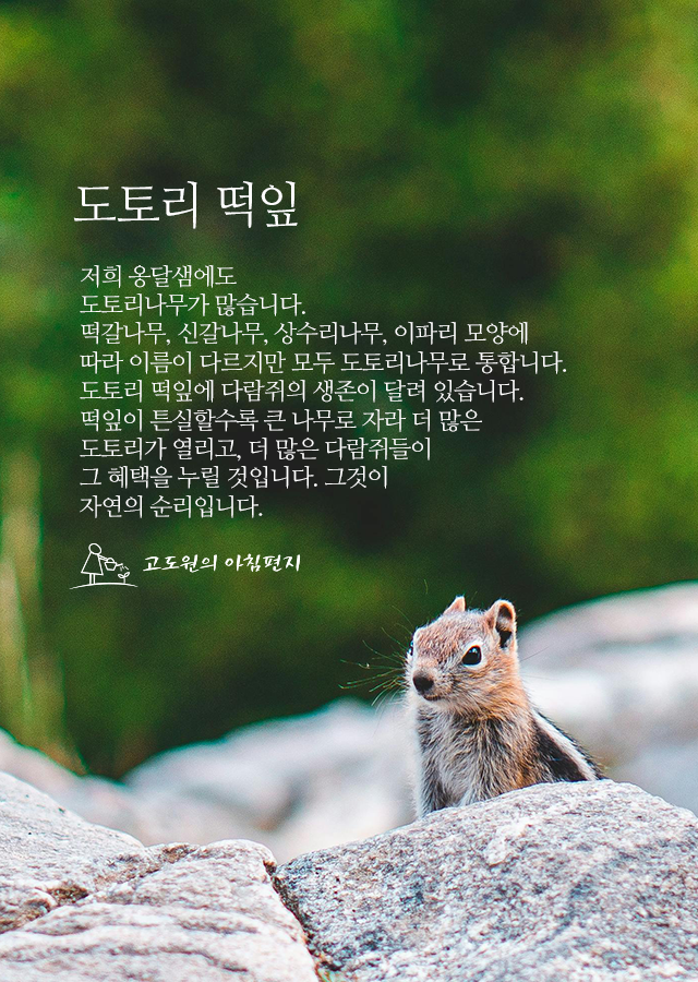 도토리 이미지