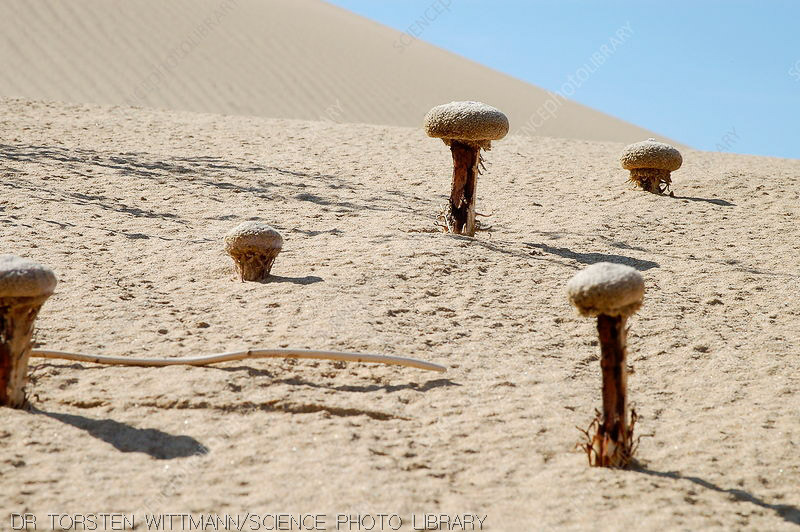 샌드샌드(Sand Sand) 이미지