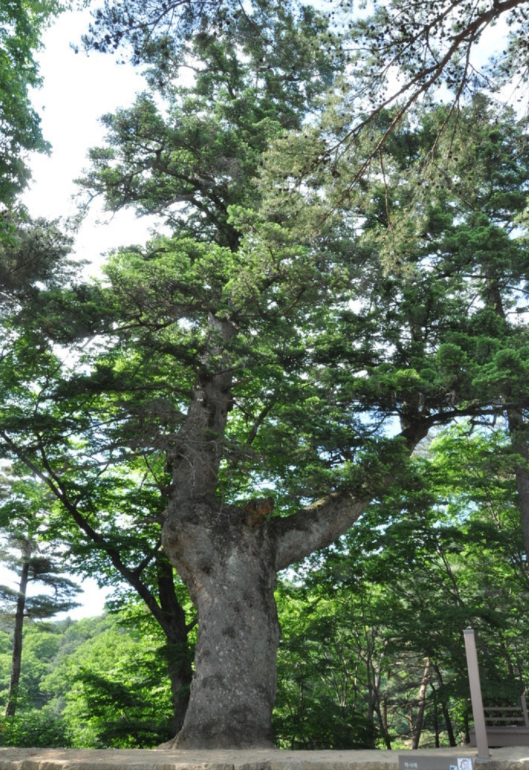 나무이야기 이미지