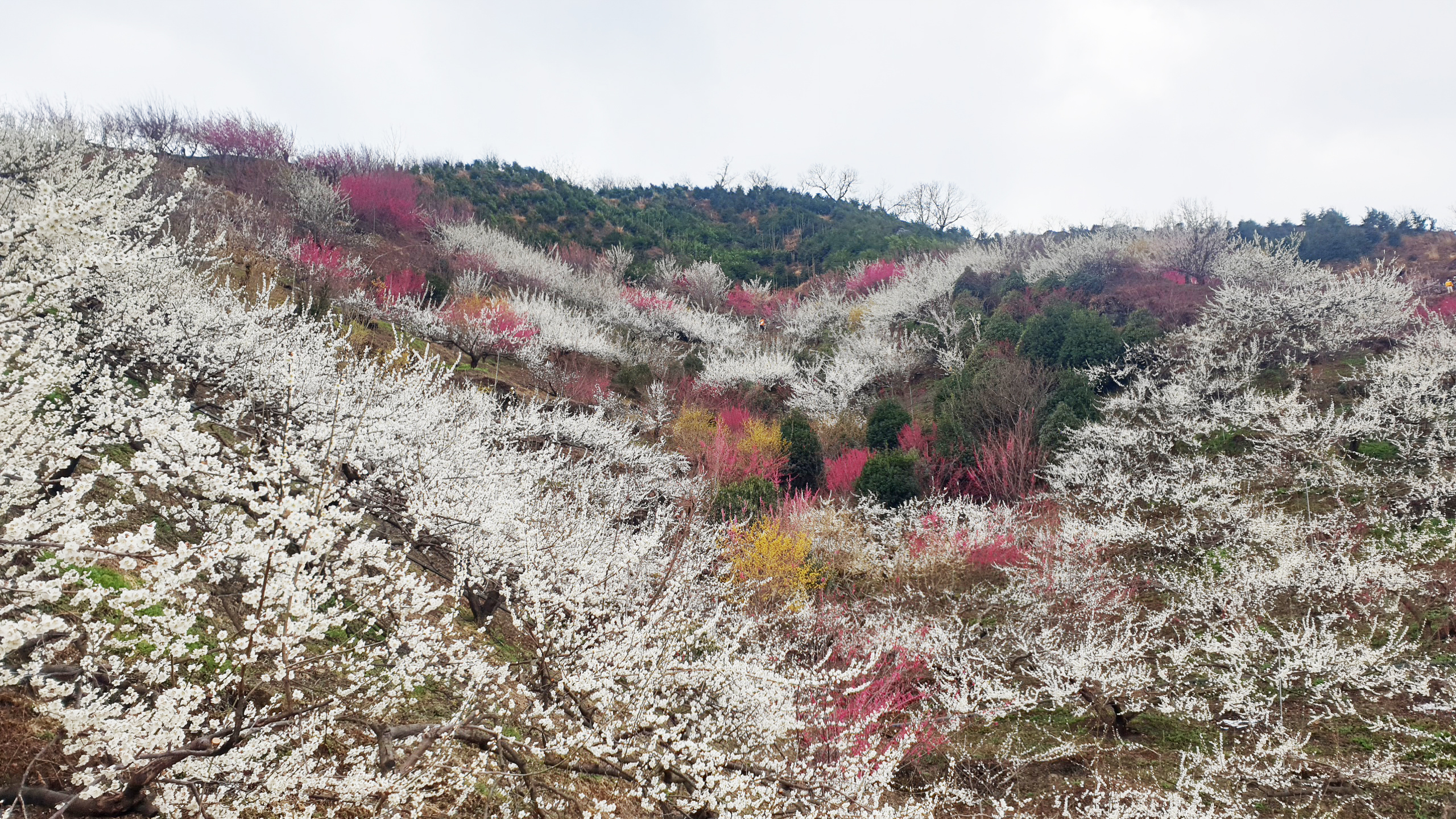 숲향여행사 이미지