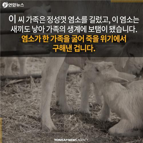 염소한마리 이미지