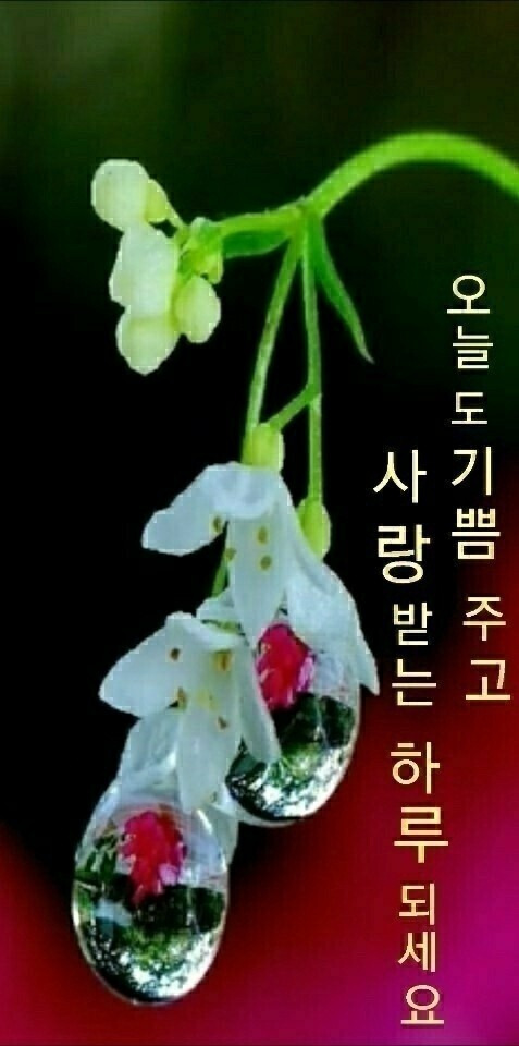 부활장의사 이미지