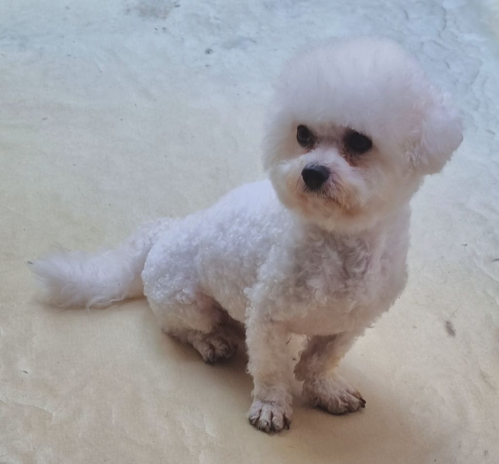 비숑 이미지