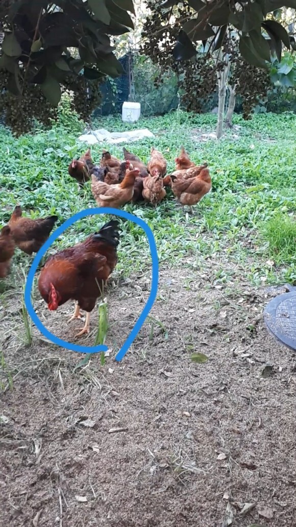 매일계란 이미지
