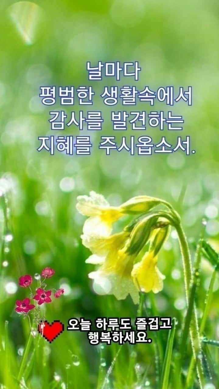 Daum 카페