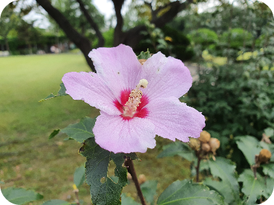 무궁화7080 이미지