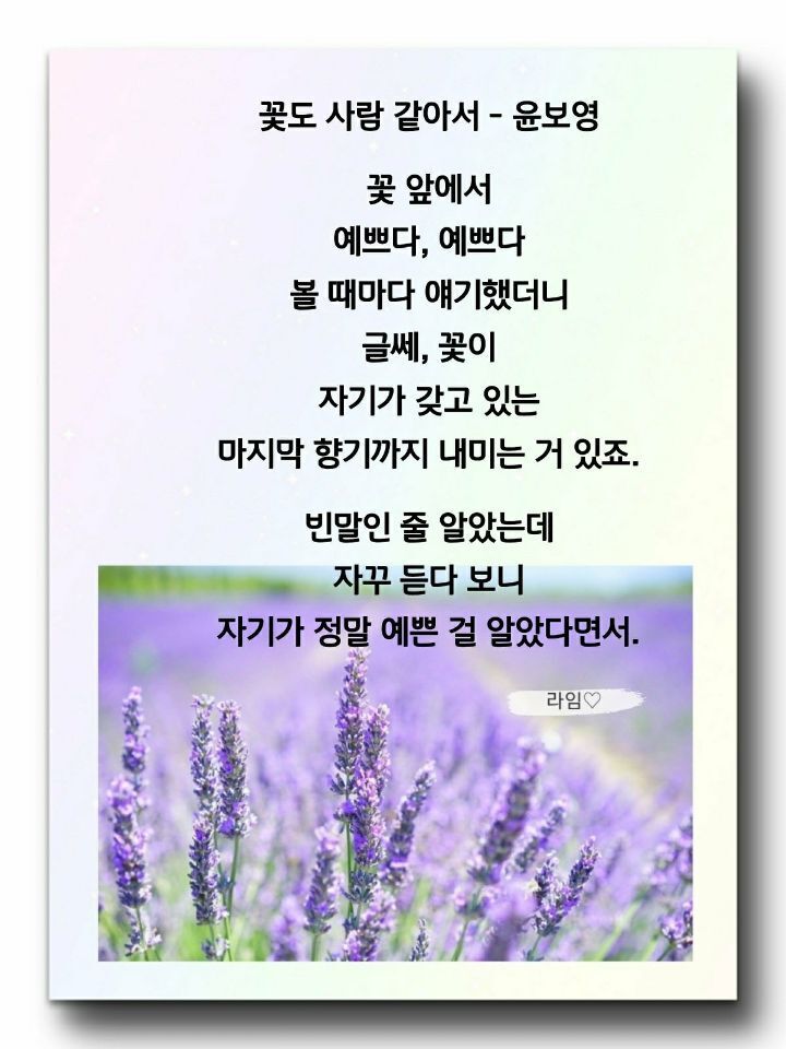 다민 이미지