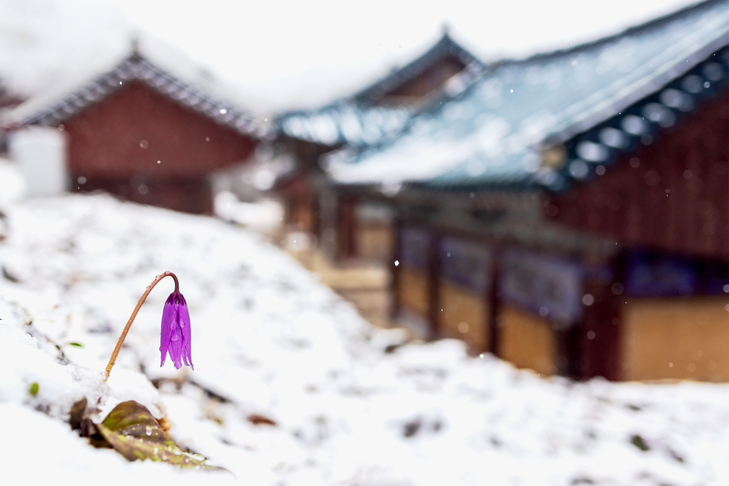 꽃님이 이미지