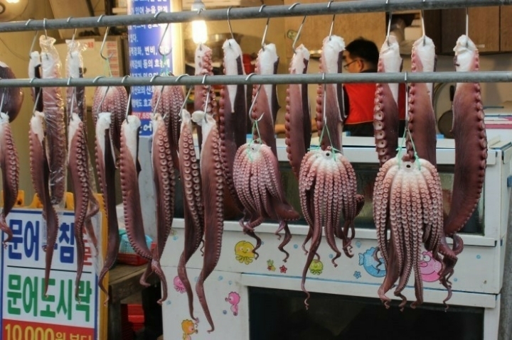 문어이야기 이미지