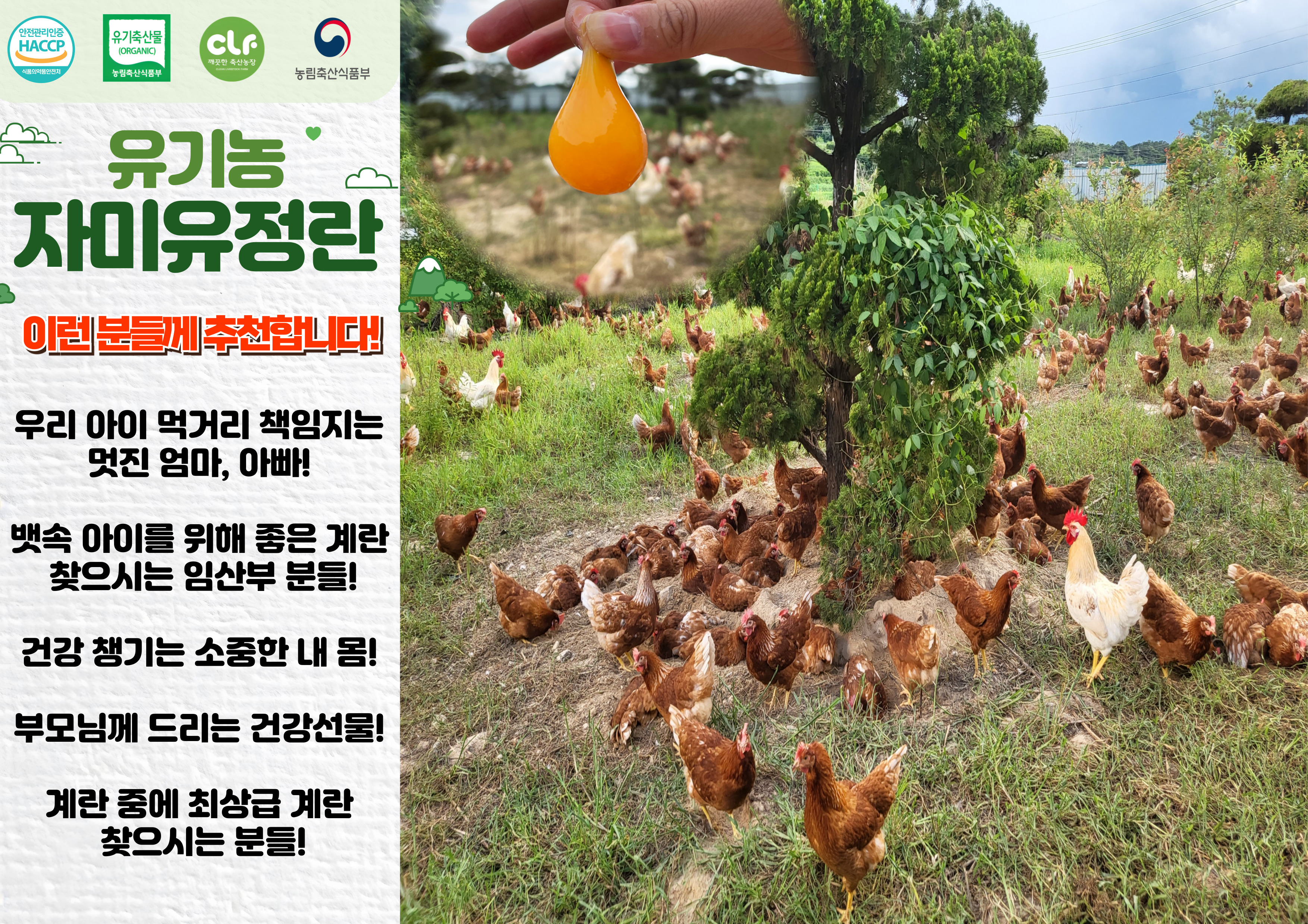 자미유정란 이미지