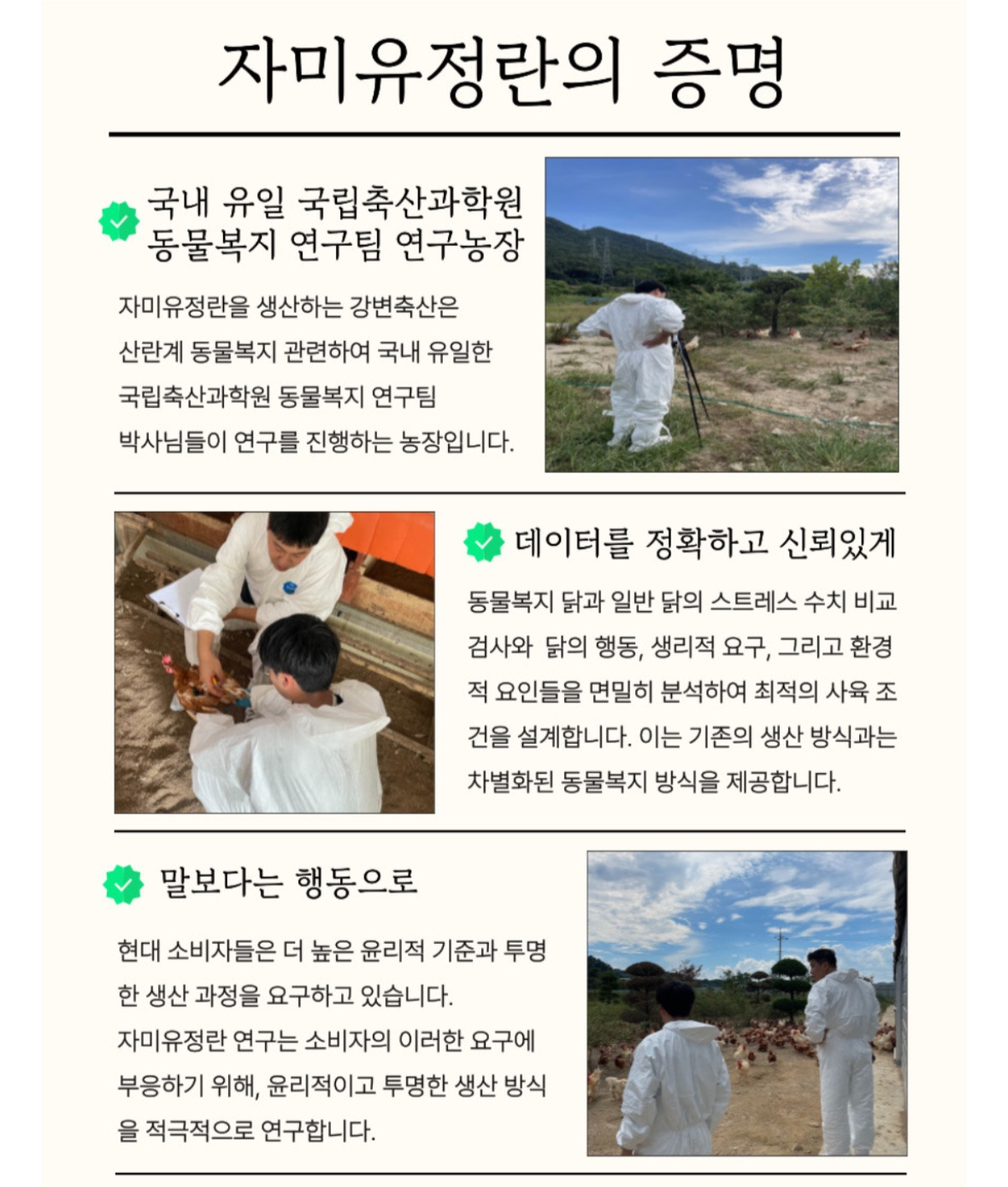 자미유정란 이미지