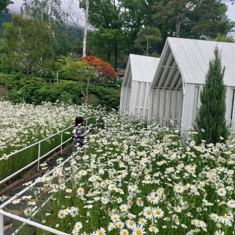 강화도레도레 이미지