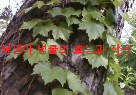 넝쿨 이미지