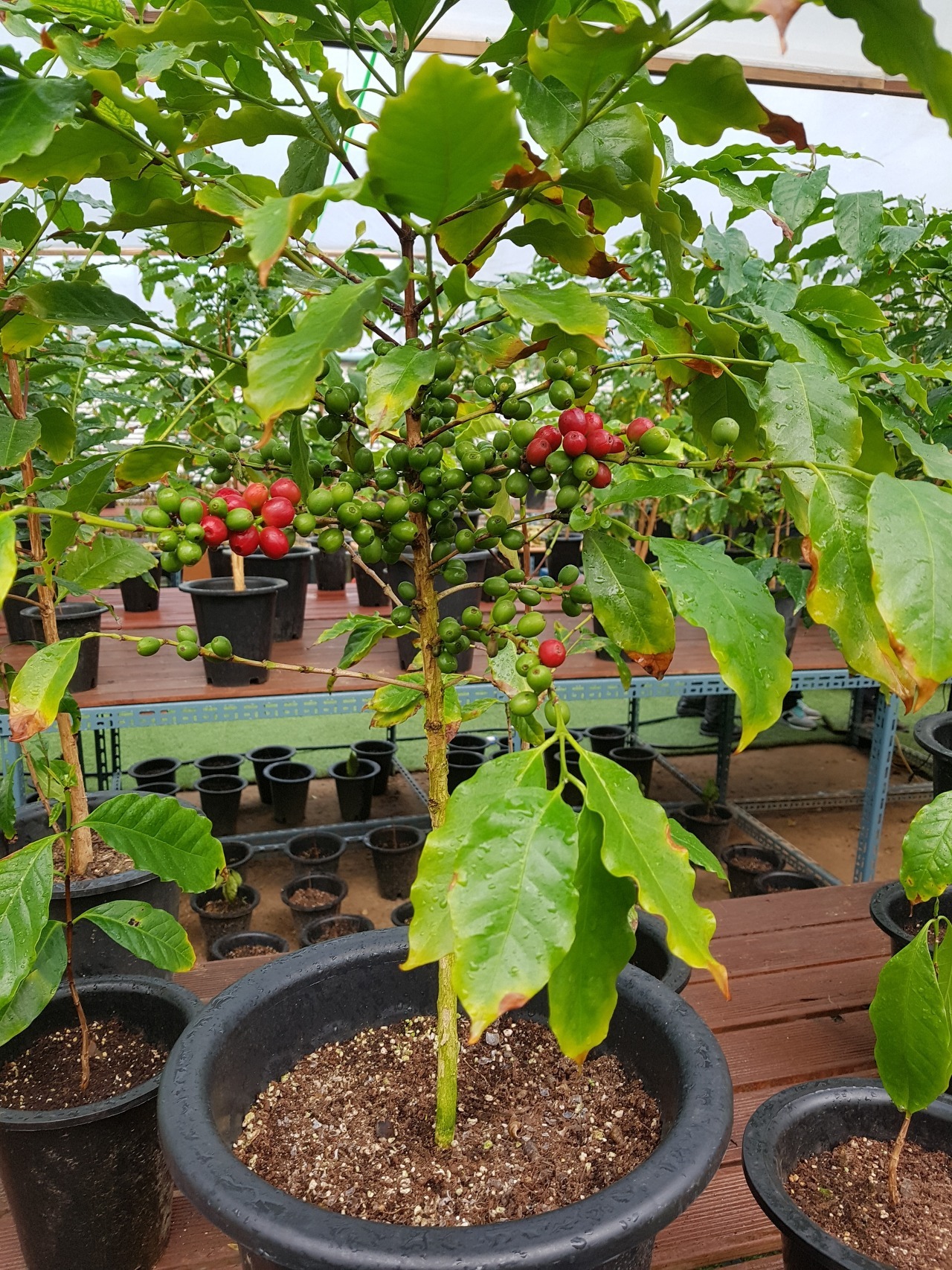 지산커피 이미지