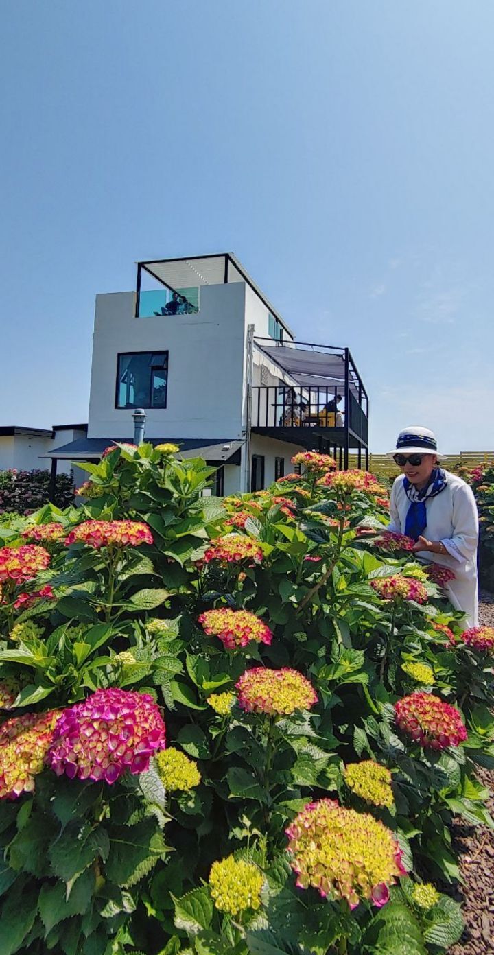 제주도 6월 수국투어 - 보고싶다.친구야 - 하늘지기7 제주도 6월 수국투어