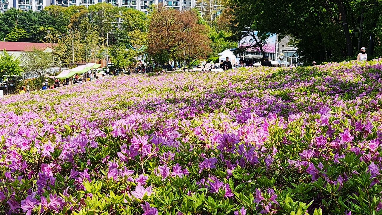 철쭉공원 이미지