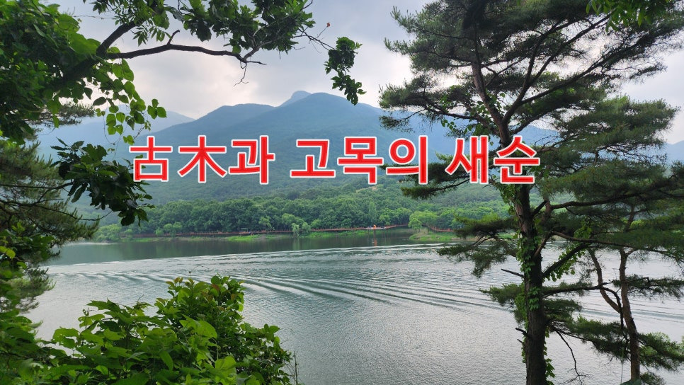 새순 이미지
