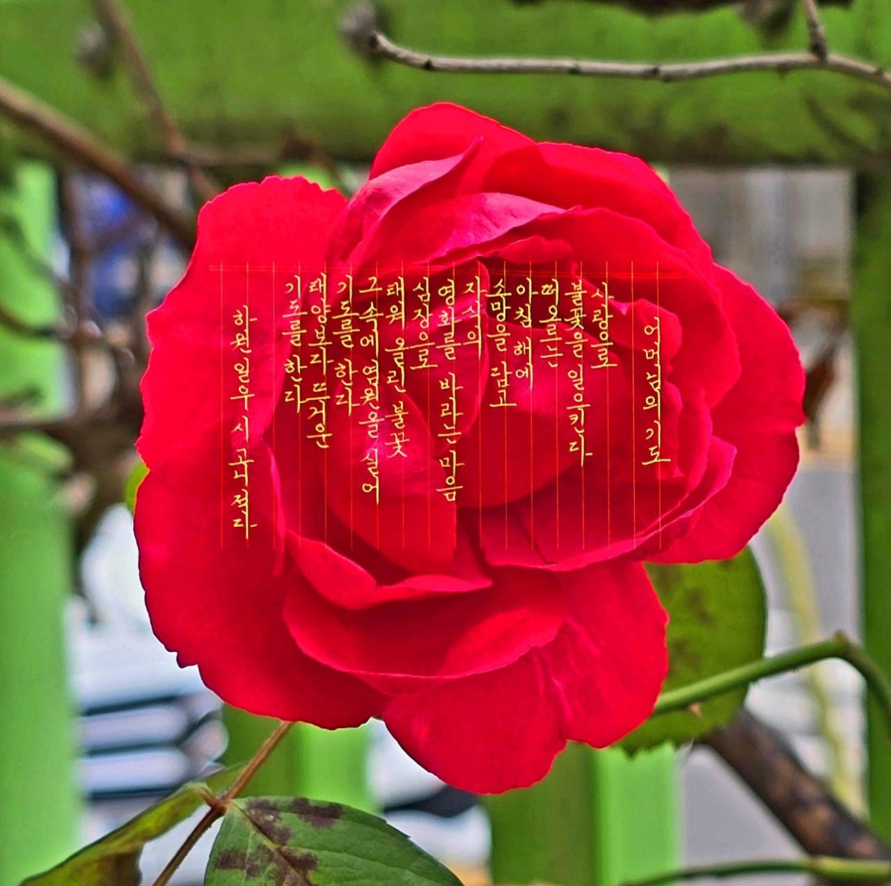 일우 이미지