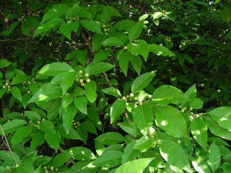 천과나무 이미지