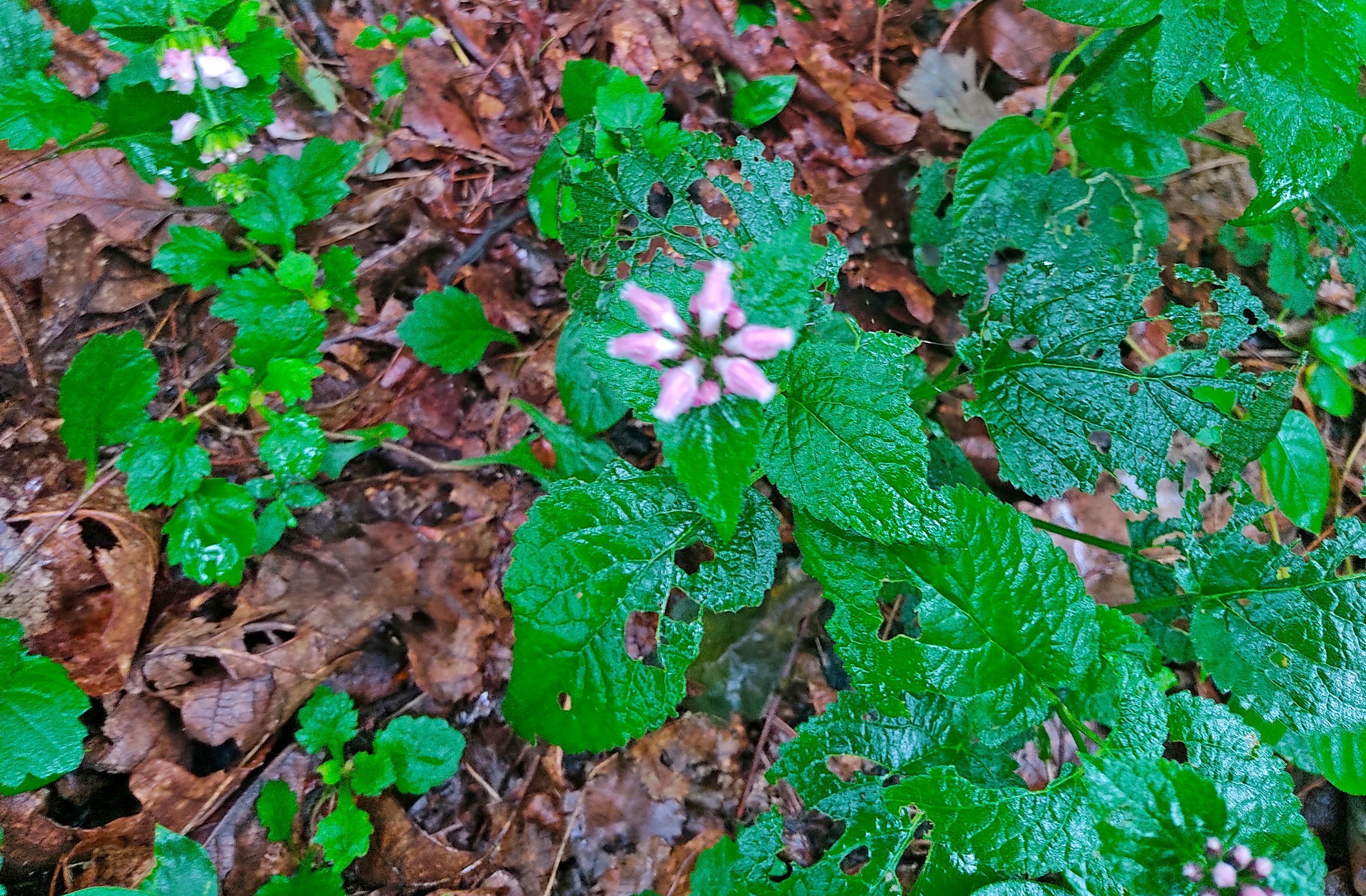 산다방 이미지