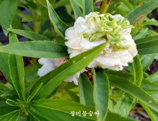 봉숭아 이미지