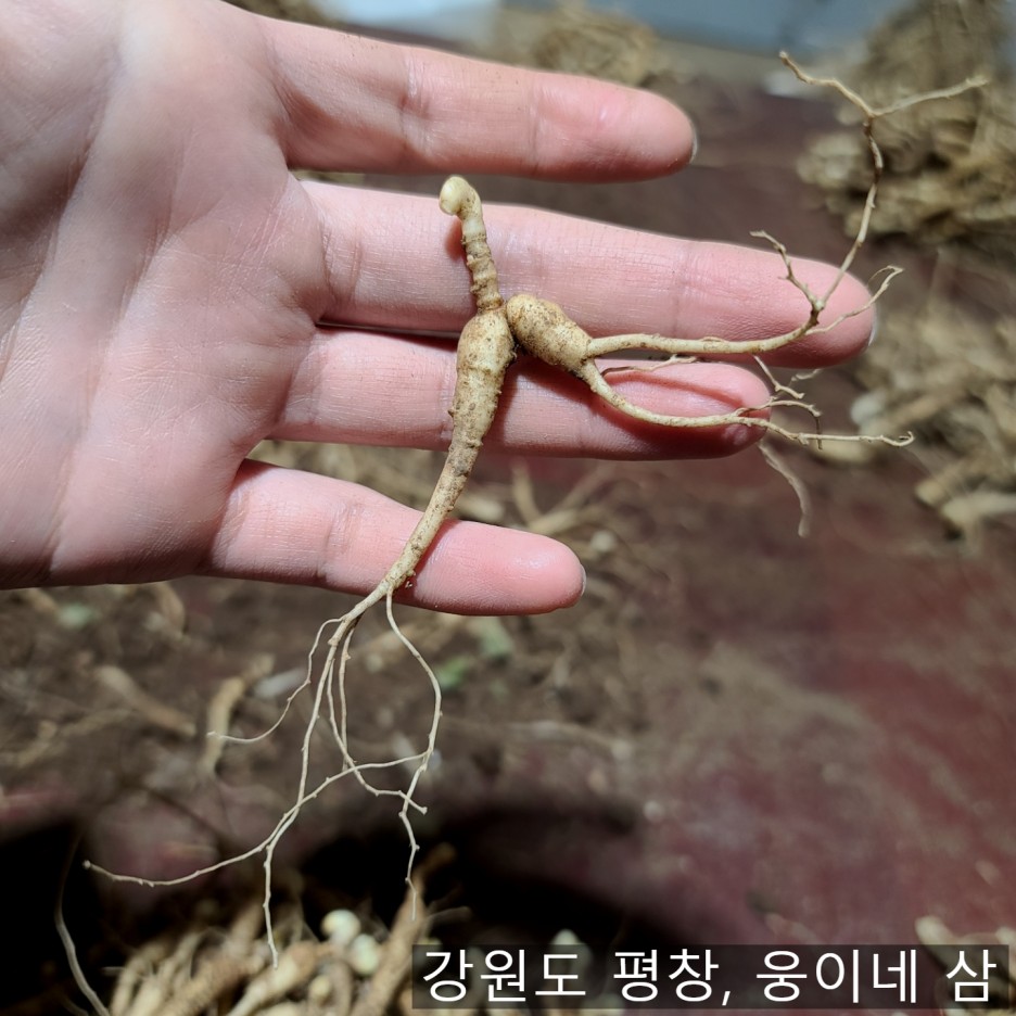 웅이네 이미지