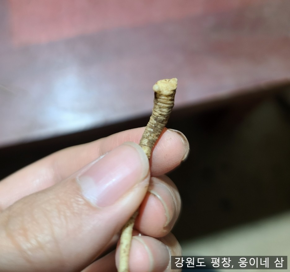 웅이네 이미지