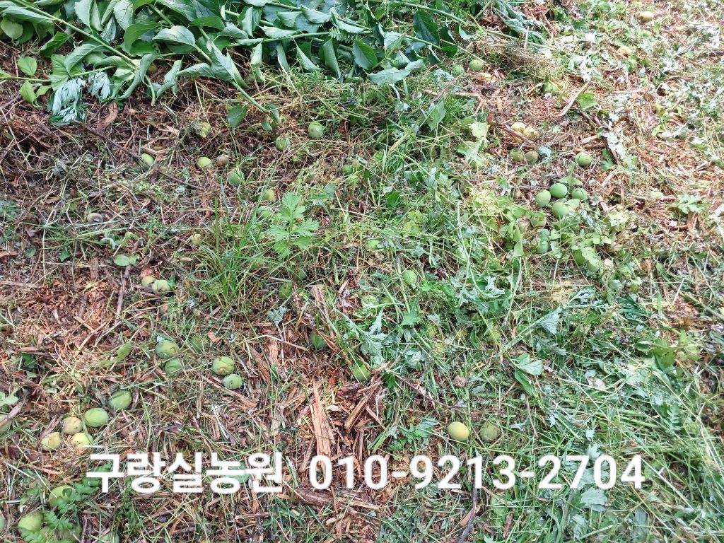 매실농원 이미지