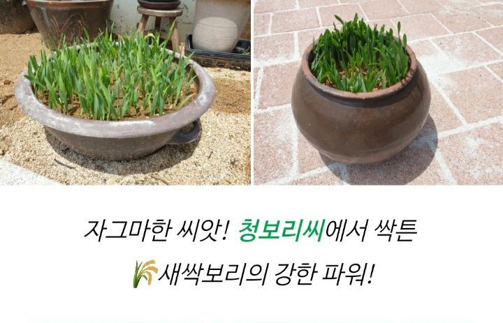 보리씨 이미지