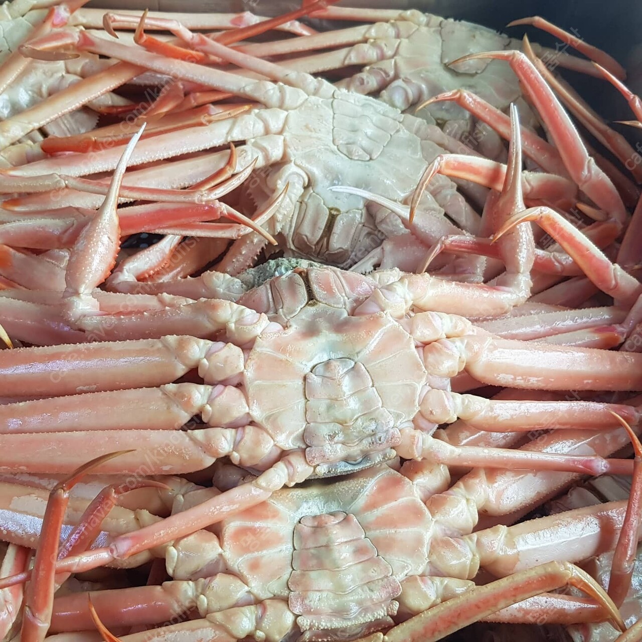 영덕대게 이미지