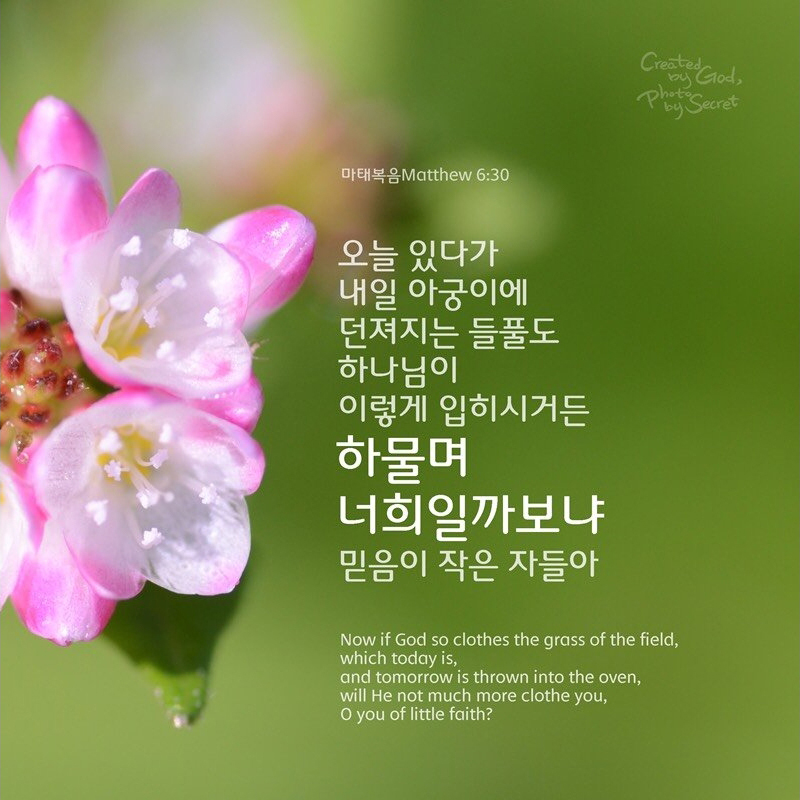 들풀 이미지