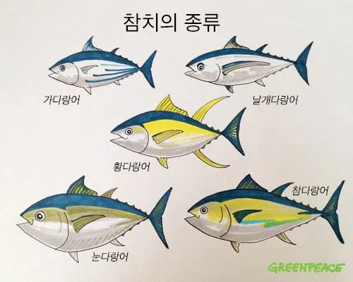 대서양참치 이미지
