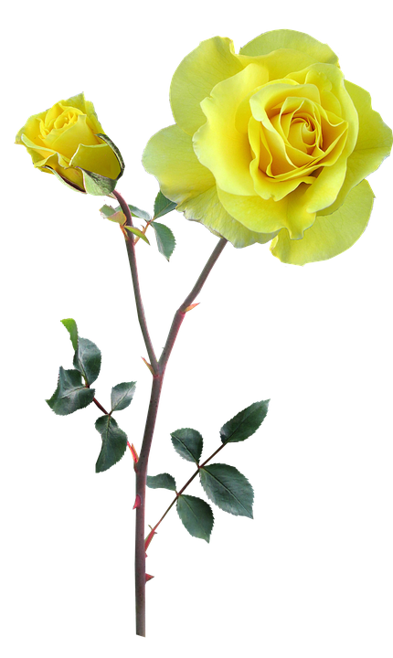RoseDay 이미지