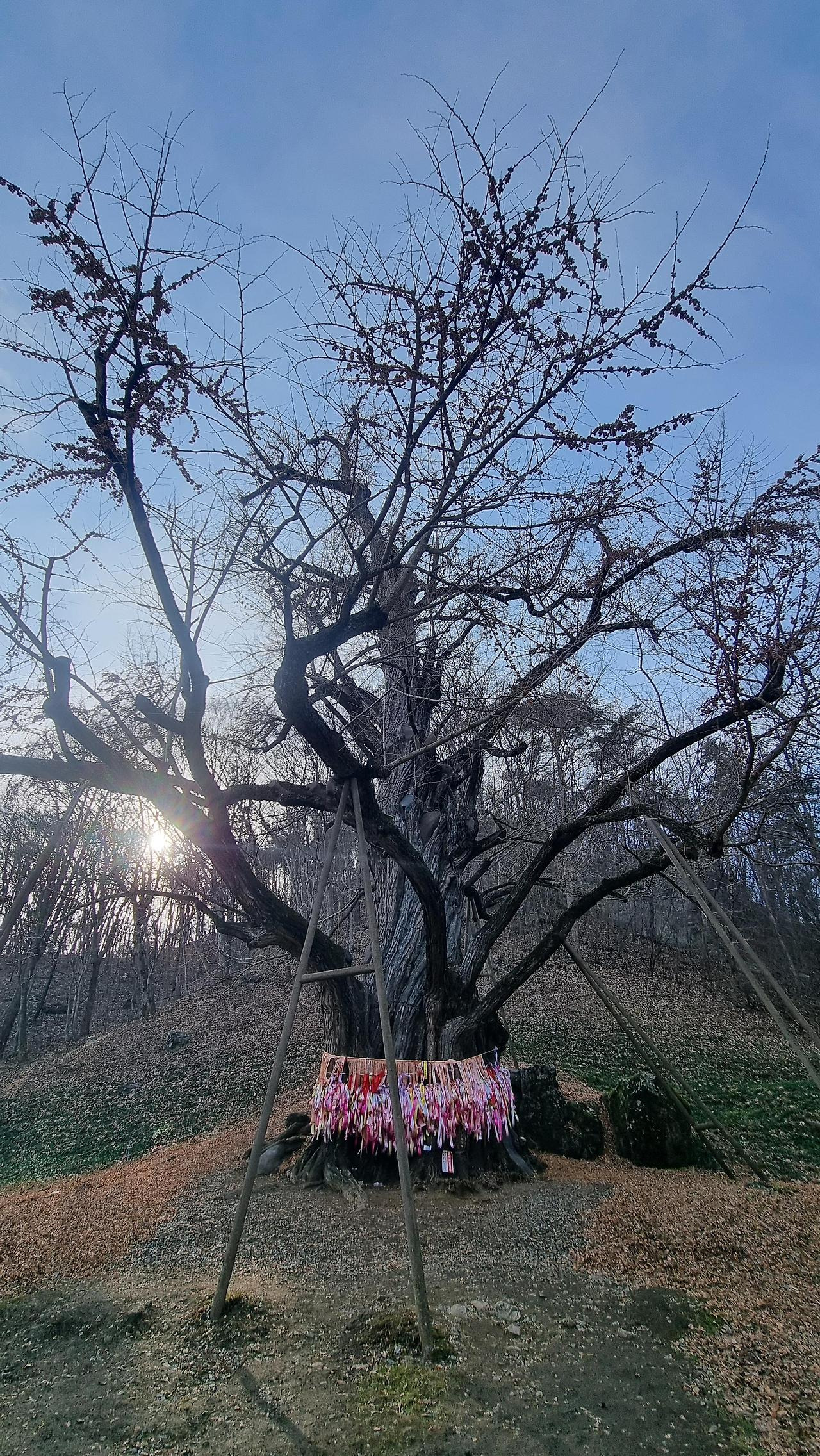진악산 이미지