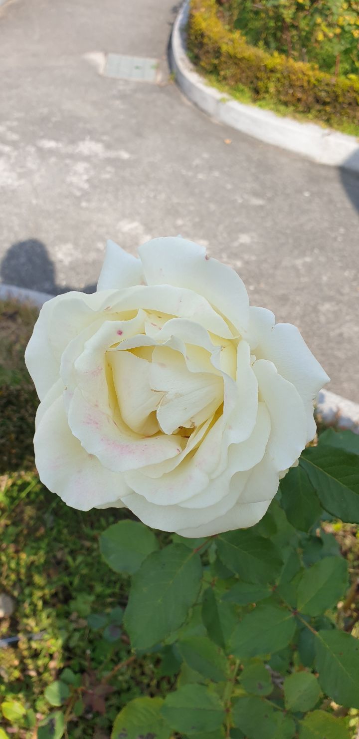 하얀기쁨 이미지