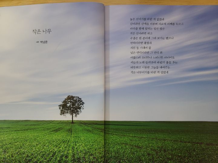 작은나무 이미지