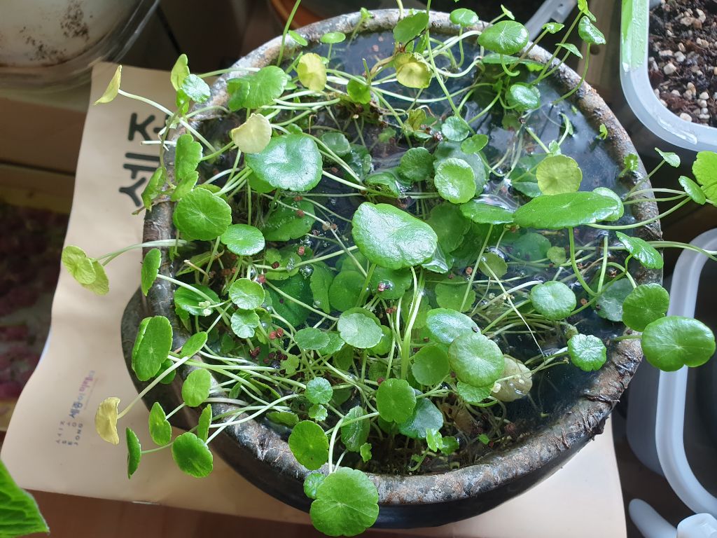 수생식물 워터 코인 - 화초이야기.감상하기 - 전통음식만들기