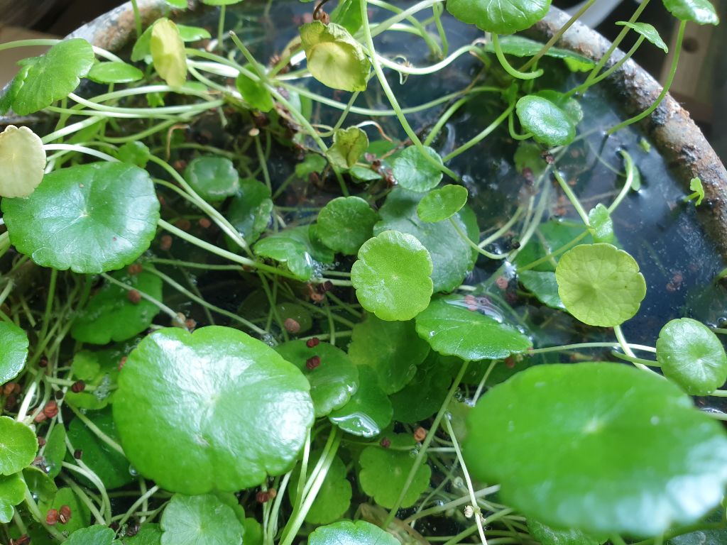 수생식물 워터 코인 - 화초이야기.감상하기 - 전통음식만들기