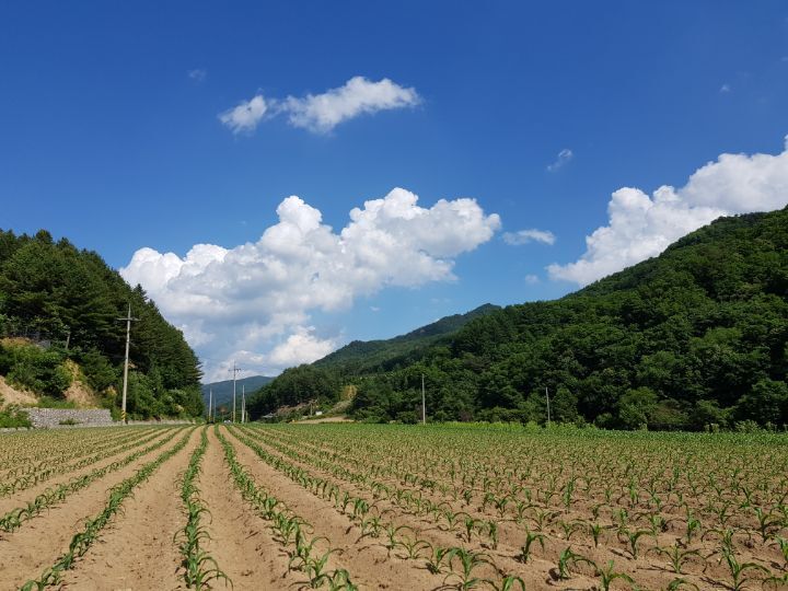 찰옥수수 심기 모두 끝이 났어요 - 영농일기,사업이야기 - 전통음식만들기 전통음식만들기