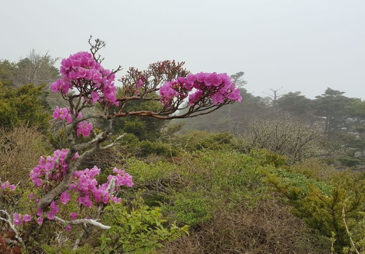 백녹담 이미지